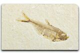 Bargain, Fossil Fish (Diplomystus) - Wyoming #346954-1